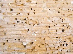 The 3 Most Common Timber Pests | East Coast Building & Pest