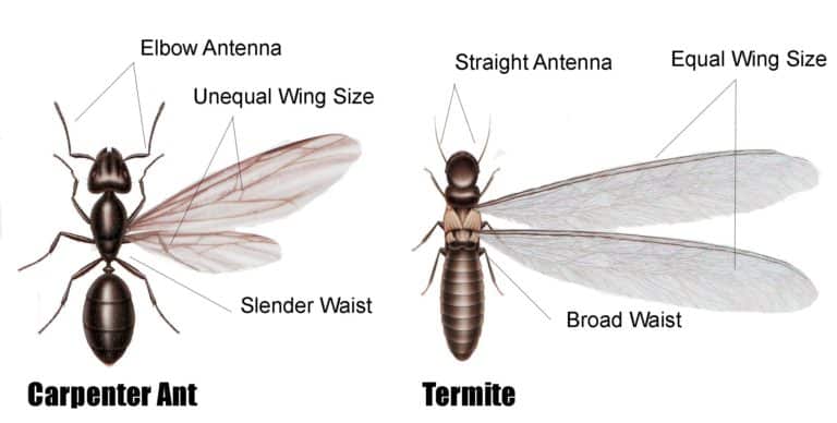 How to tell if its Carpenter Ant Australia or Termite damage ...